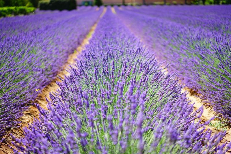 Campos de lavanda en la Provenza francesa