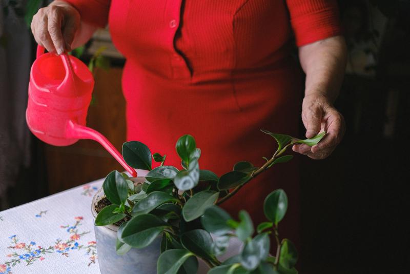 Manos de una persona mayor regando una planta de interior